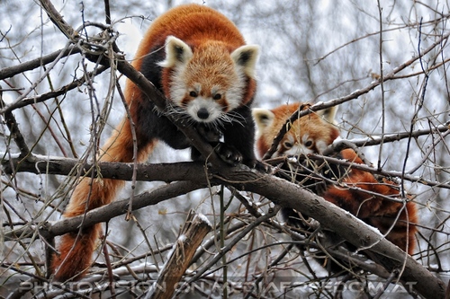 Rote Panda F�tterung 08