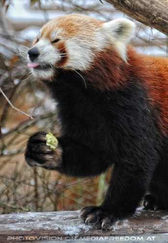 Rote Panda F�tterung 11