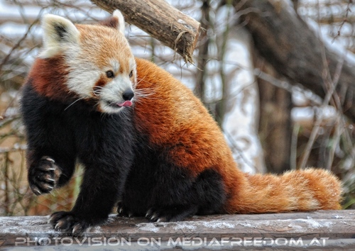 Rote Panda F�tterung 12