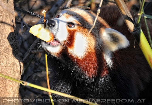 Rote Panda F�tterung 16