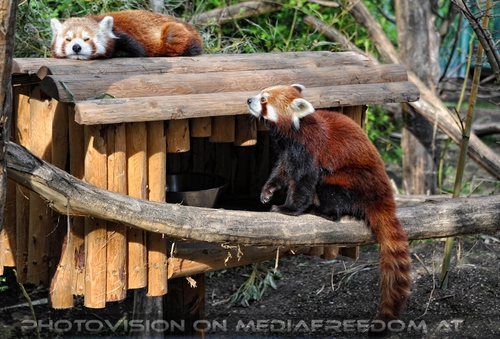Rote Pandas 03
