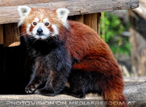 Rote Pandas 04