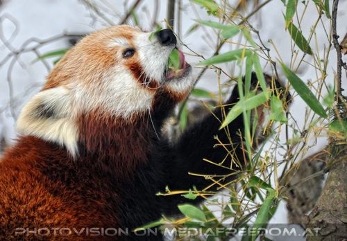 Rote Pandas 06