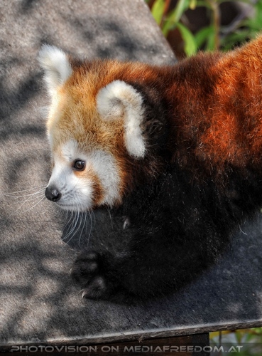 Rote Pandas 09