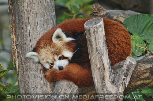 Roter d�sender Panda