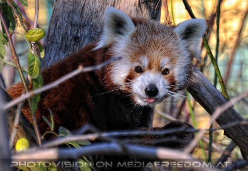 Roter Panda 04