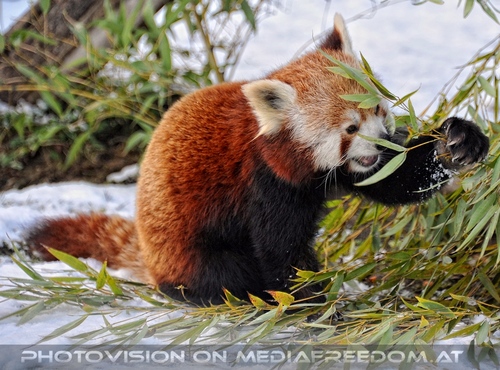 Roter Panda 1