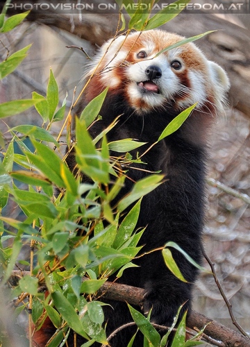 Roter Panda 2
