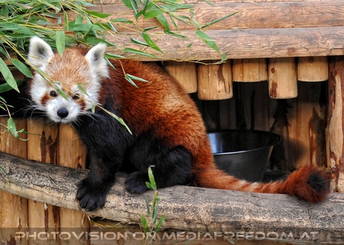 Roter Panda beim Futterhaus