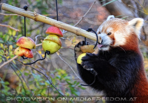 Roter Panda und die Kiwi
