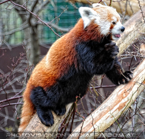 Roter Panda einem Baum