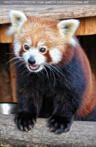Roter Panda l�chelt