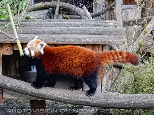 Roter Panda mit Bambus