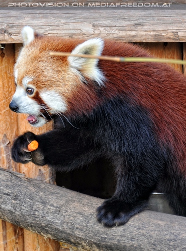 Roter Panda mit Karotte