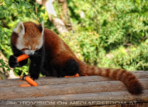 Roter Panda speist 02