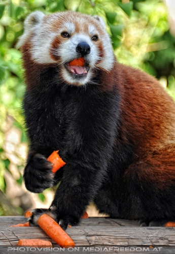 Roter Panda speist 03