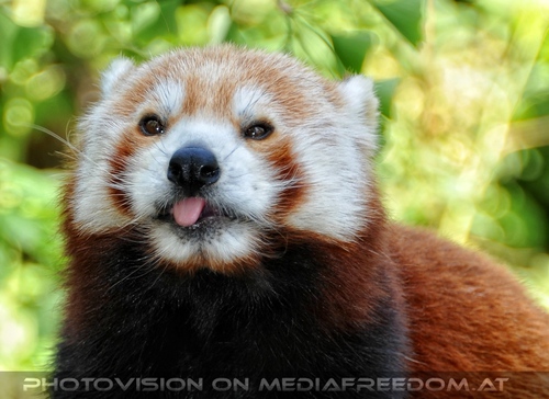 Roter Panda speist 04