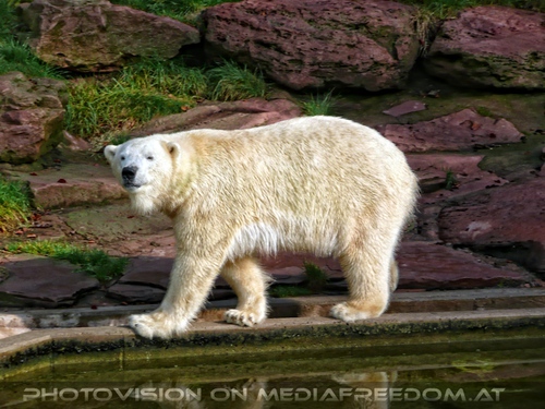 Spazierender Eisb�r