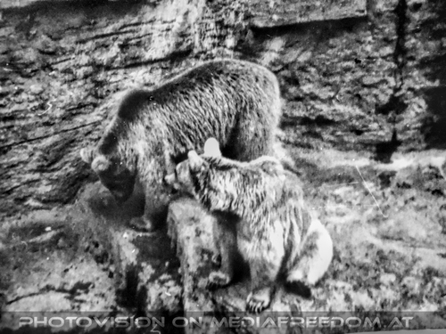 Spielende Braunb�ren