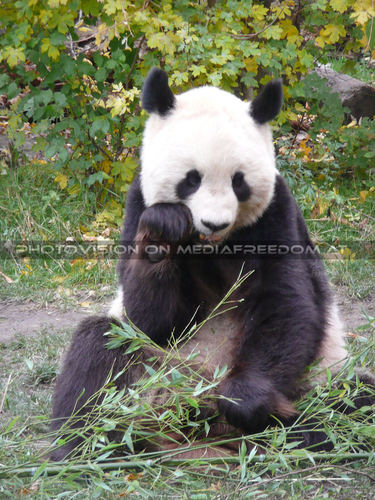 Panda St�rkung