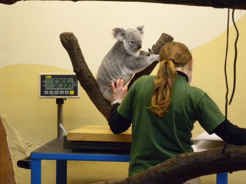 Koala auf der Waage