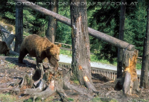 Wandernder Braunb�r