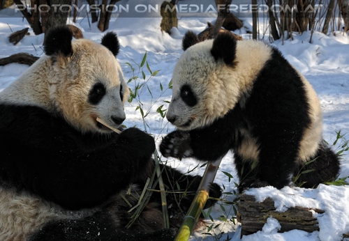 Gro�e Panda Mahlzeit 05