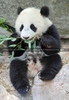 Pandababy - der Bambus strengt sooo an