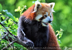 Roter Panda 1