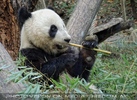Gro�e Pandas 06