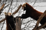 Rote Pandas 03