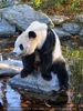 Gro�e Pandas 3