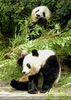 Gro�e Pandas