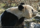Gro�er Panda 01