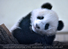 Kleiner gro�er Panda 03