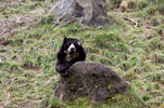 Brillenb�r (Spectacled Bear)