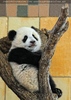 Gro�er Panda - kleiner Fu Long 01