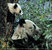 Gro�er kleiner Panda Fu Bao 3