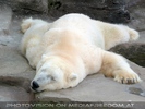 Eisb�r schl�ft