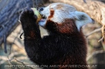 F�tterung roter Pandas 06