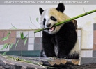 Gro�e Pandas 08