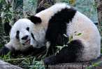 Gro�e Pandas 13