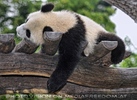 Gro�er kleiner Panda 11
