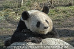 Gro�er Panda 05