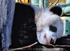 Kleine gro�er Pandas 07