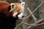 Kleiner Panda (Ailurus fulgens)