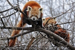 Rote Panda F�tterung 08