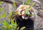 Roter Panda 3