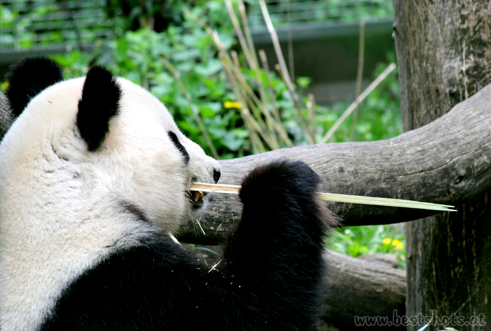 Pandabär beim Bambus spitzen Tiergarten Schönbrunn