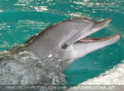 Die Zukunft hei�t DelphinLagune 09